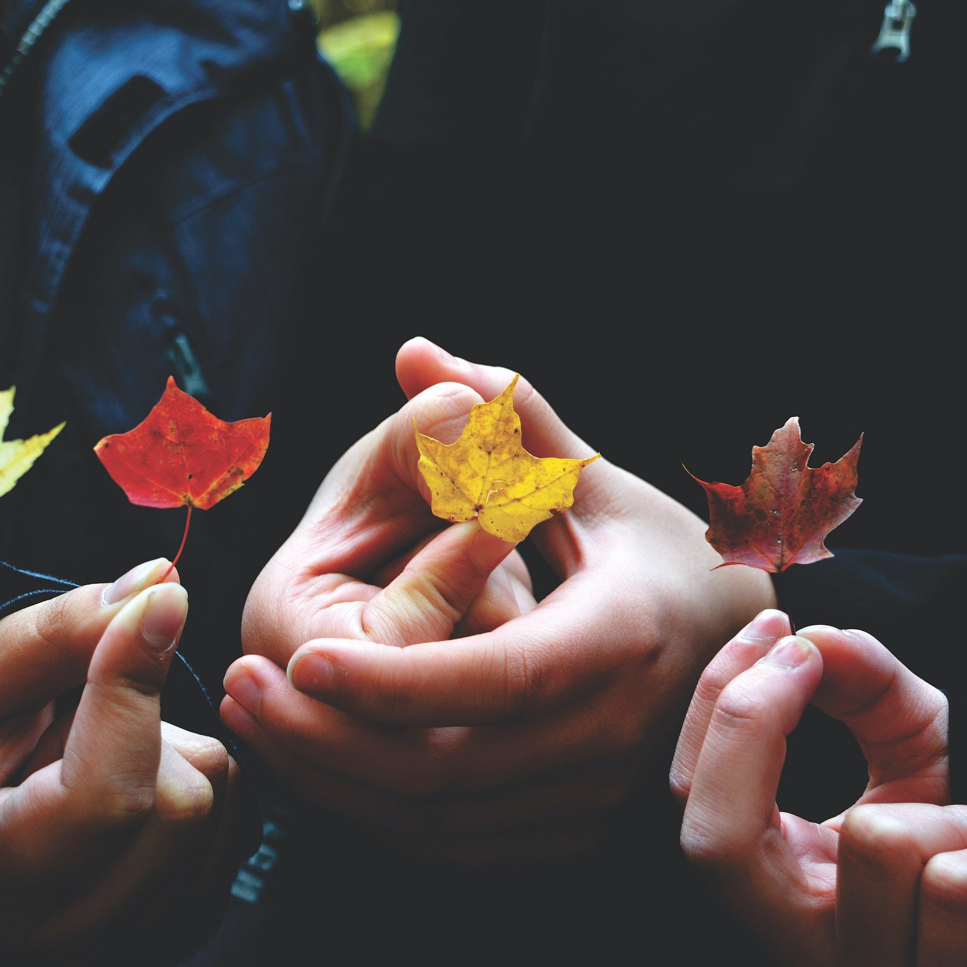 Mehrere Hände. Jede hält behutsam ein herbstliches Blatt.