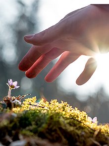 Hand über einem Blumenfeld welches ein Grab zieren könnte