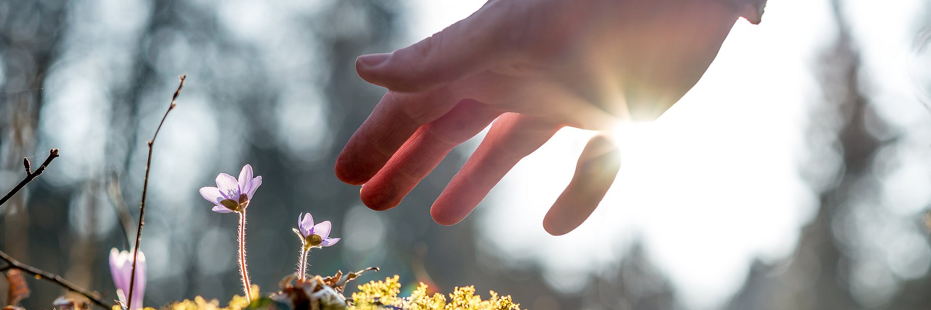 Hand über einem Blumenfeld welches ein Grab zieren könnte