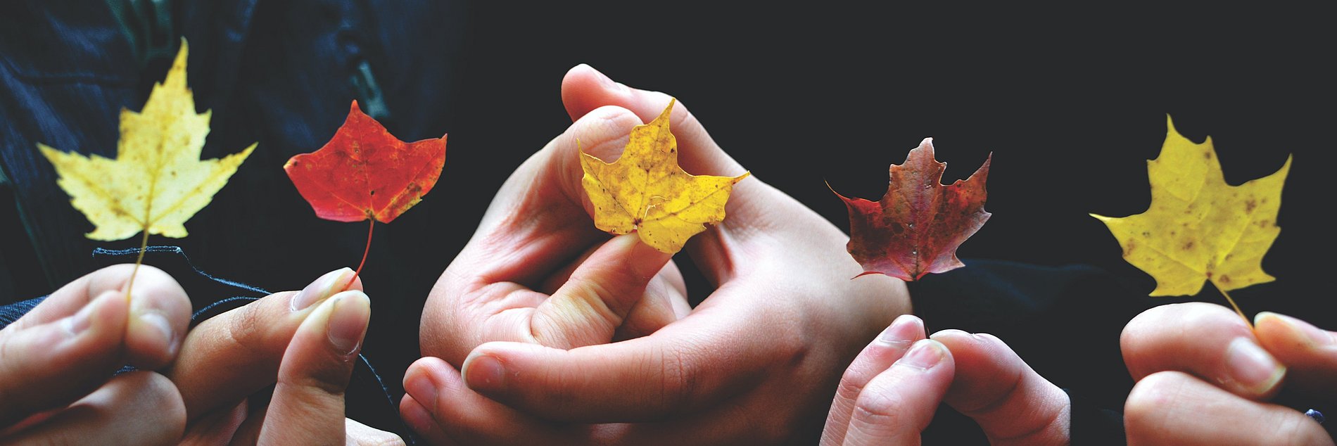 Mehrere Hände. Jede hält behutsam ein herbstliches Blatt.