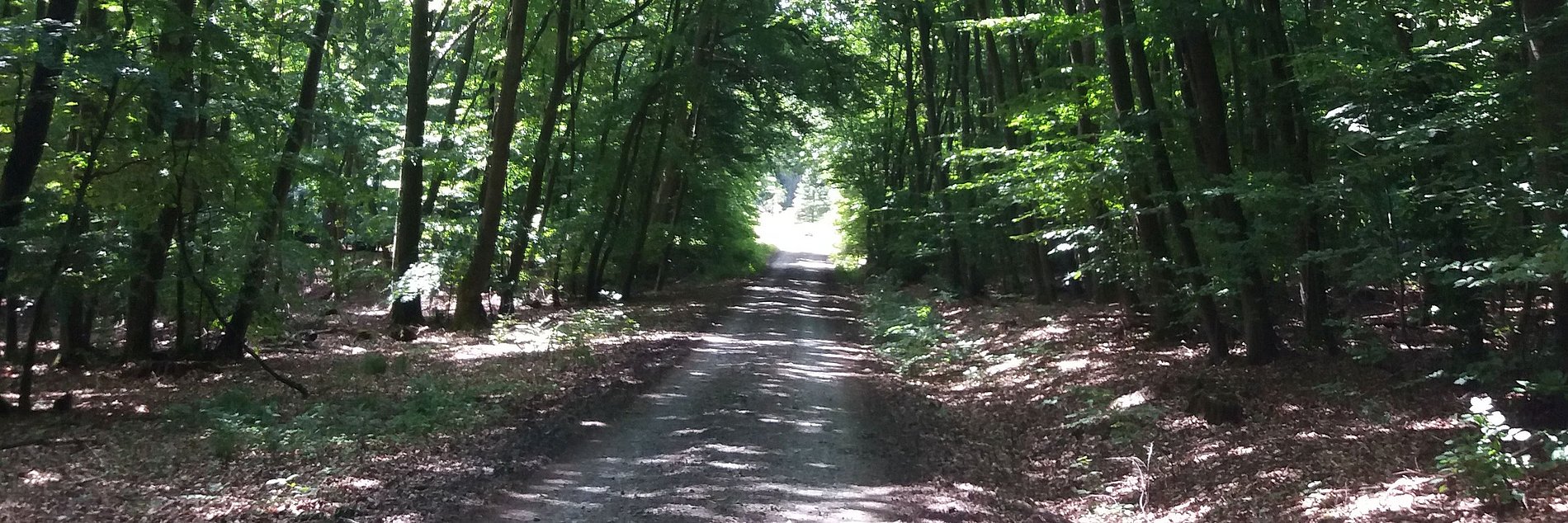 Gerader Waldweg zwischen dichten Bäumen führt ins Licht