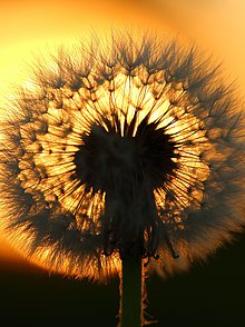 Bild einer Sonnenblume vor einer untergehenden Sonne