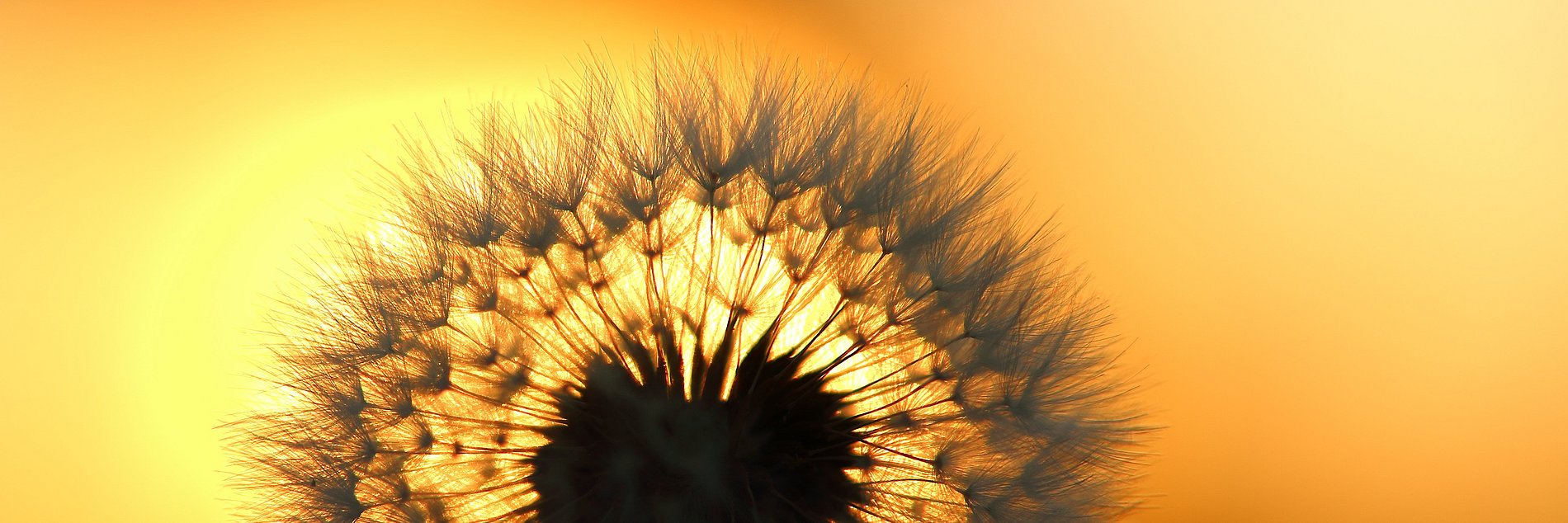 Bild einer Sonnenblume vor einer untergehenden Sonne