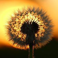 Bild einer Sonnenblume vor einer untergehenden Sonne